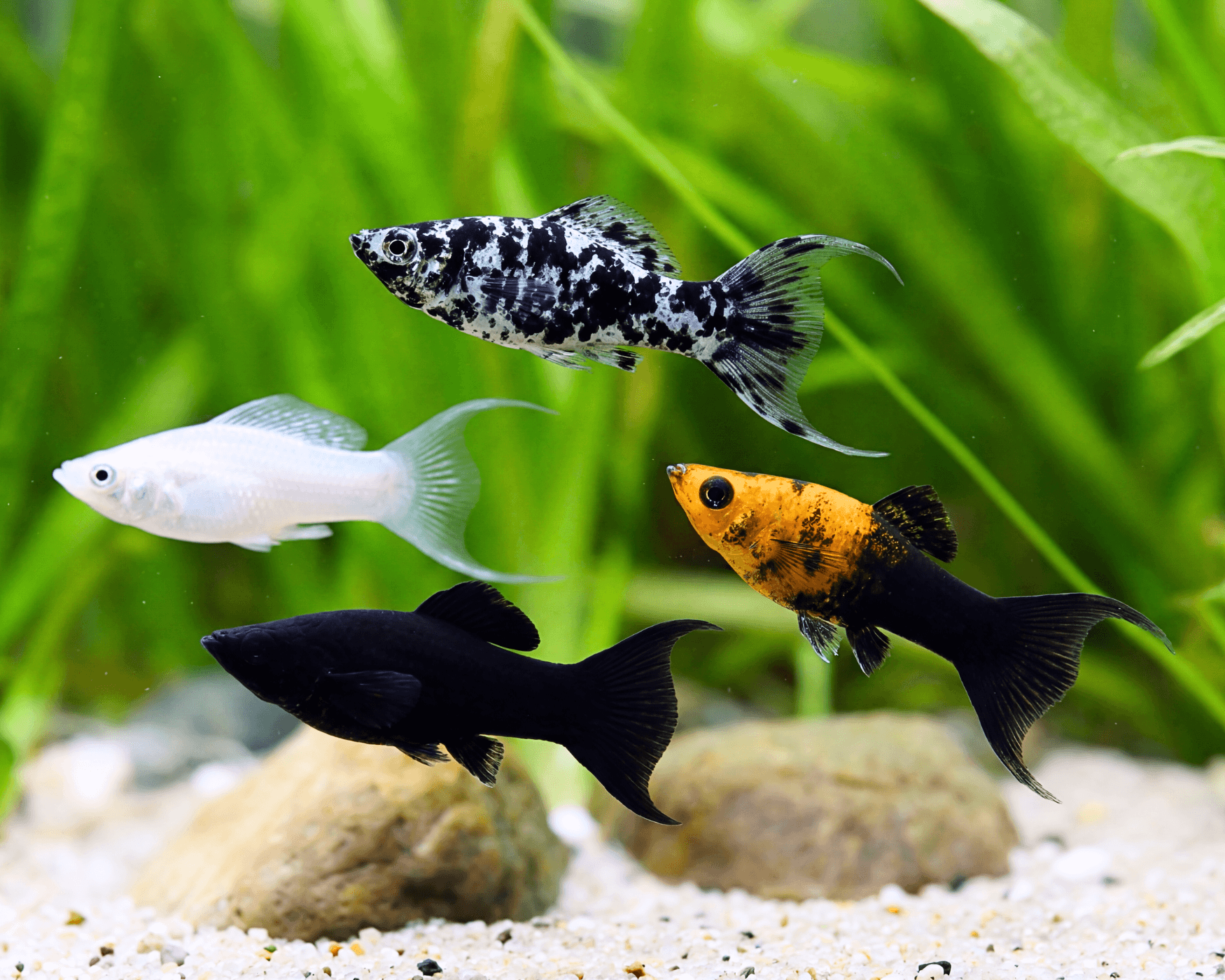 Molly Lyra Mix (Poecilia sphenops/latipinna)